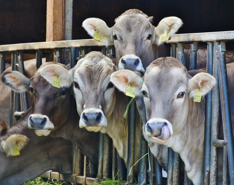 Decide livestock food and breeding methods